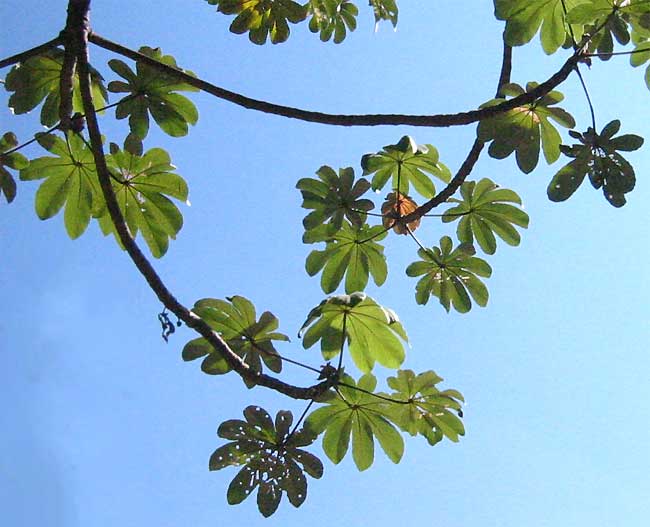 Ameisenbaum, Cecropia peltata