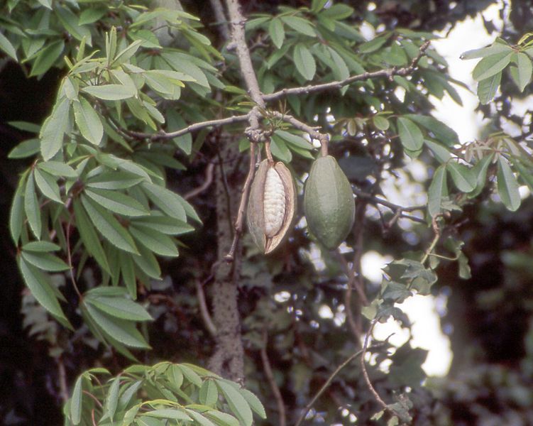 Kapokbaum, Ceiba pentandra