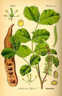 Johannisbrotbaum (Ceratonia siliqua)