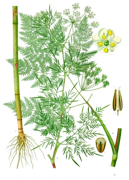Knolliger Kälberkropf (Chaerophyllum bulbosum)