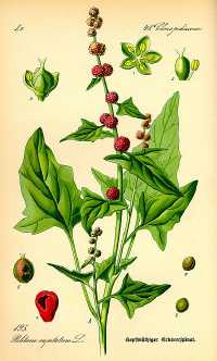 Ähriger Erdbeerspinat (Chenopodium capitatum)