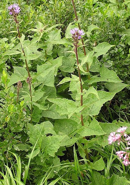 Alpen-Milchlattich (Cicerbita alpina)