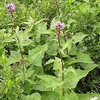 Alpen-Milchlattich (Cicerbita alpina)