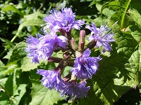 Alpen-Milchlattich (Cicerbita alpina)