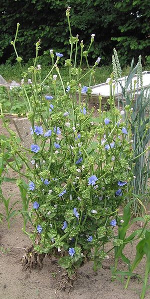 Endivie Blüten unf Blätter