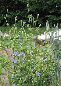 Cichorium endivia