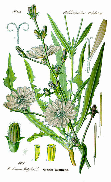 Gewöhnliche Wegwarte (Cichorium intybus)