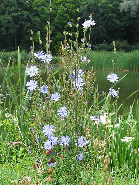 Gewöhnliche Wegwarte (Cichorium intybus)