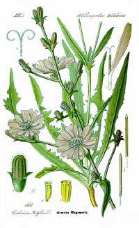 Catalogna (Cichorium intybus var. foliosum)