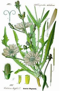 Cichorium intybus