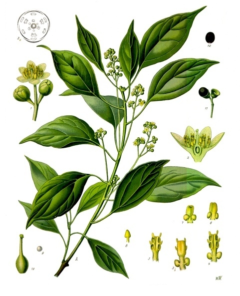 Kampferbaum (Cinnamomum camphora)