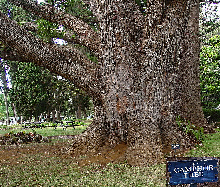 Kampferbaum (Cinnamomum camphora)