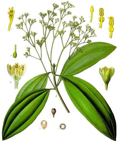 Echter Zimtbaum (Cinnamomum verum)