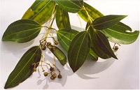 Echter Zimtbaum (Cinnamomum verum)
