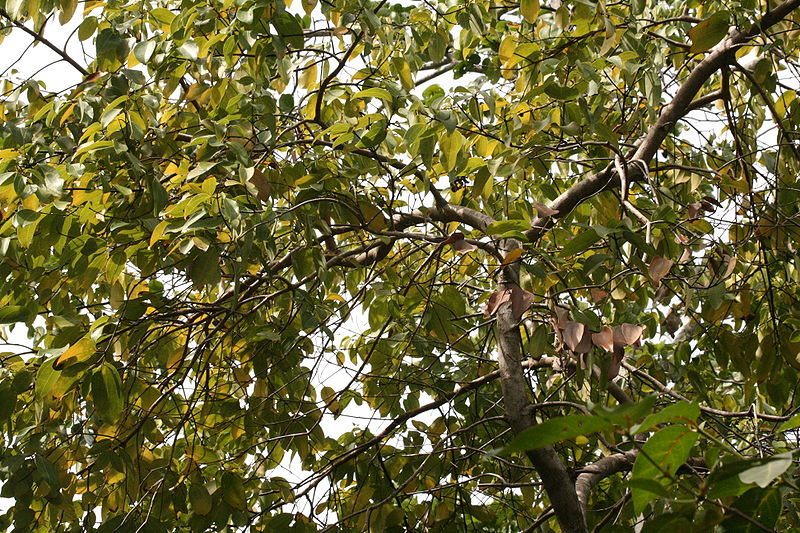 Echter Zimtbaum (Cinnamomum verum)
