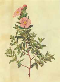 Cistus albidus