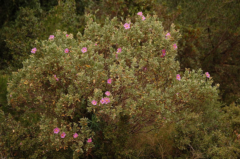 Weißliche Zistrose (Cistus albidus)