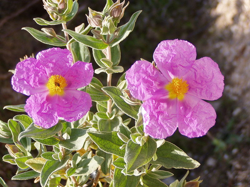 Weißliche Zistrose (Cistus albidus)