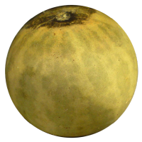 Koloquinte (Citrullus colocynthis)