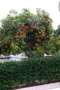 Pomeranze (Citrus aurantium)
