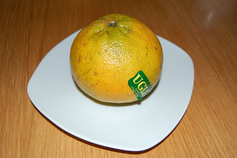 Ugli (Citrus x tangelo) Frucht auf Teller