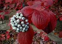 Tatarischerr Hartriegel (Cornus alba) Herbstlaub und Früchte