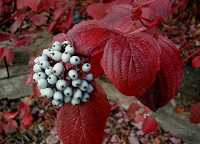 Tatarischer Hartriegel (Cornus alba)