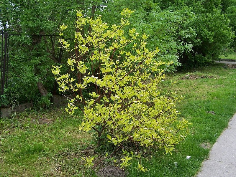 Cornus alba by Opioła Jerzy (Poland) [CC-BY-SA-3.0 (www.creativecommons.org/licenses/by-sa/3.0)]