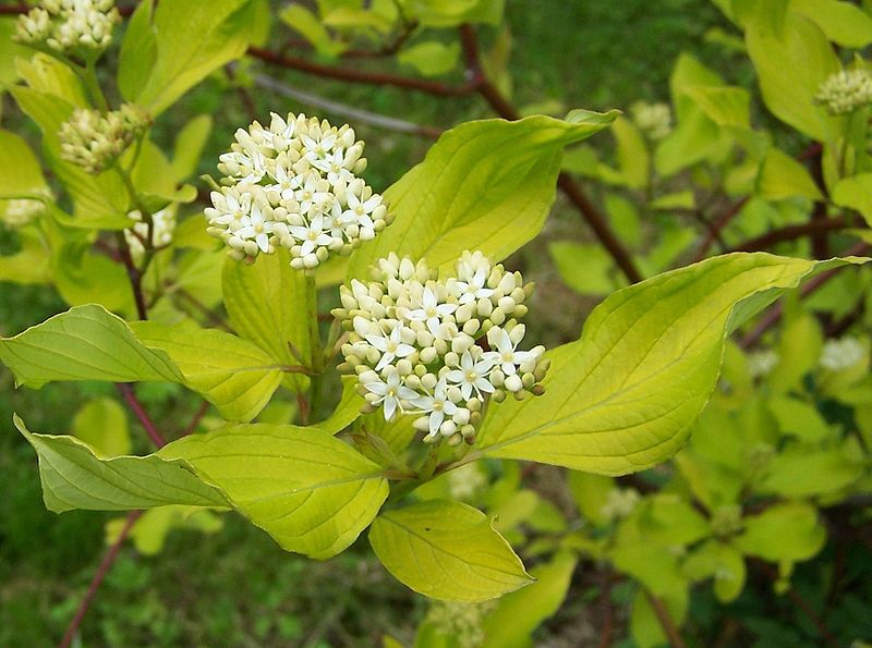 Cornus alba by Opioła Jerzy (Poland) [CC-BY-SA-3.0 (www.creativecommons.org/licenses/by-sa/3.0)]