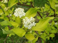 Tatarischer Hartriegel (Cornus alba) Blätter und Blüten