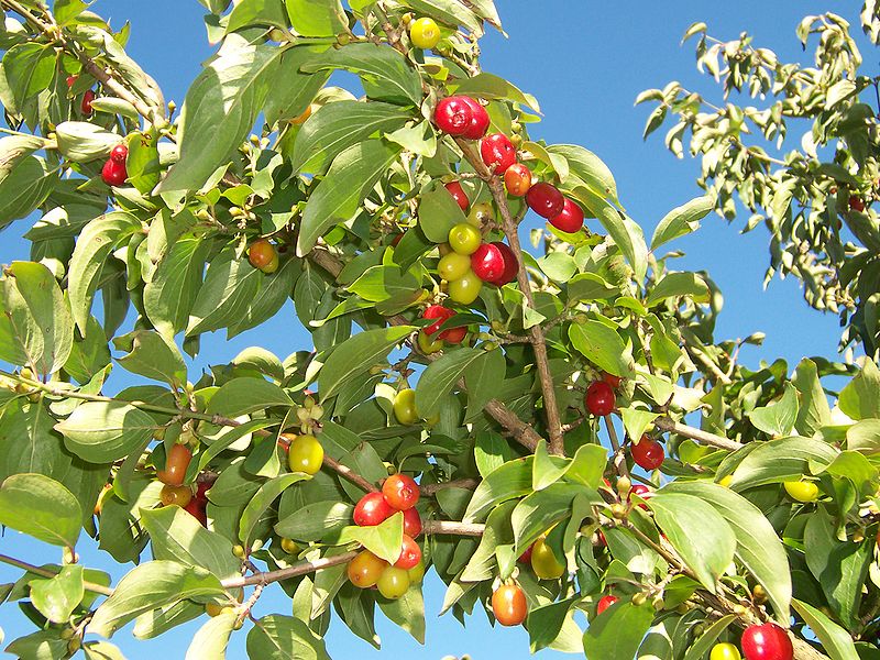 cornus mas sorten cornus mas sorten