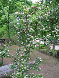 Zweigriffeliger Weißdorn (Crataegus laevigata oder Crataegus oxyacantha)