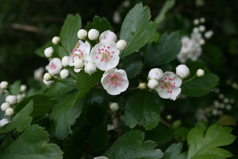 Zweigriffeliger Weißdorn (Crataegus laevigata)