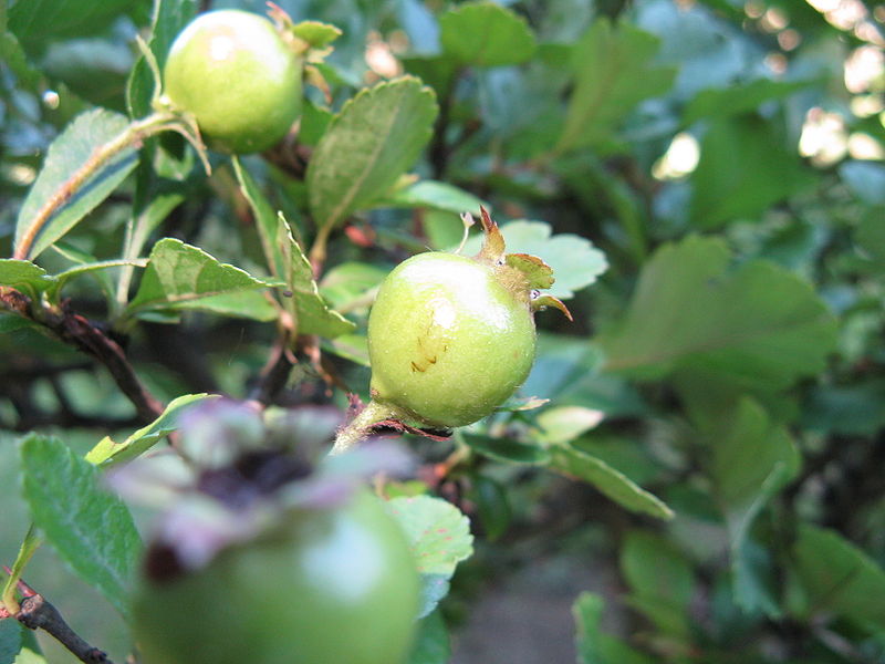 Zweigriffeliger Weißdorn (Crataegus laevigata)