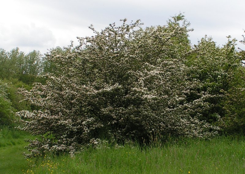 Eingriffeliger Weißdorn (Crataegus monogyna)