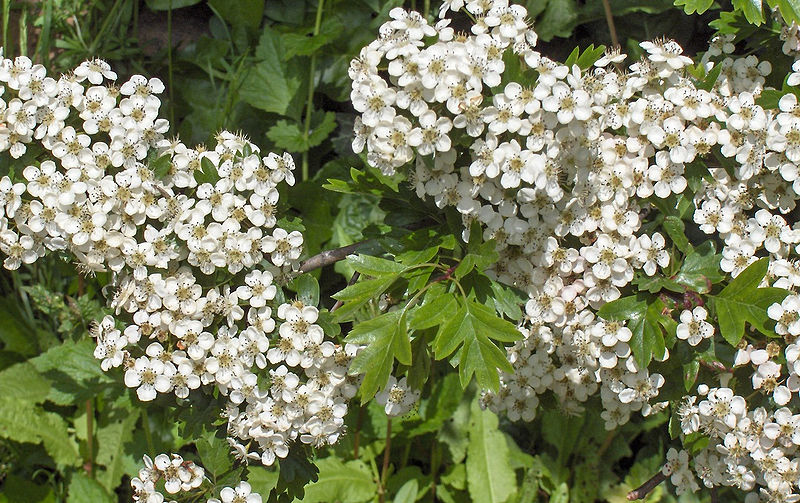 Eingriffeliger Weißdorn (Crataegus monogyna)