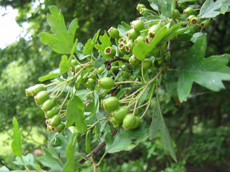 Eingriffeliger Weißdorn (Crataegus monogyna)