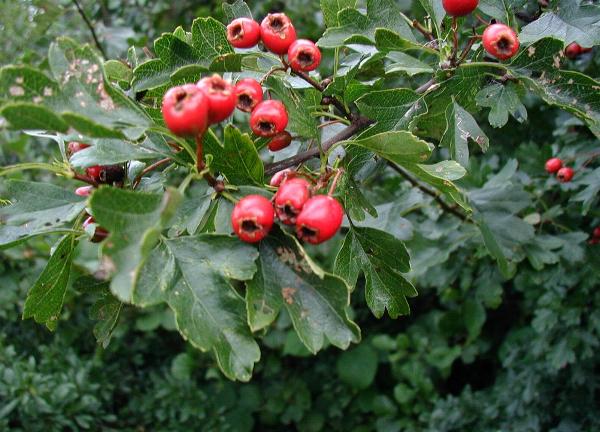 Eingriffeliger Weißdorn (Crataegus monogyna)