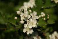 Großkelchiger Weißdorn Blüte