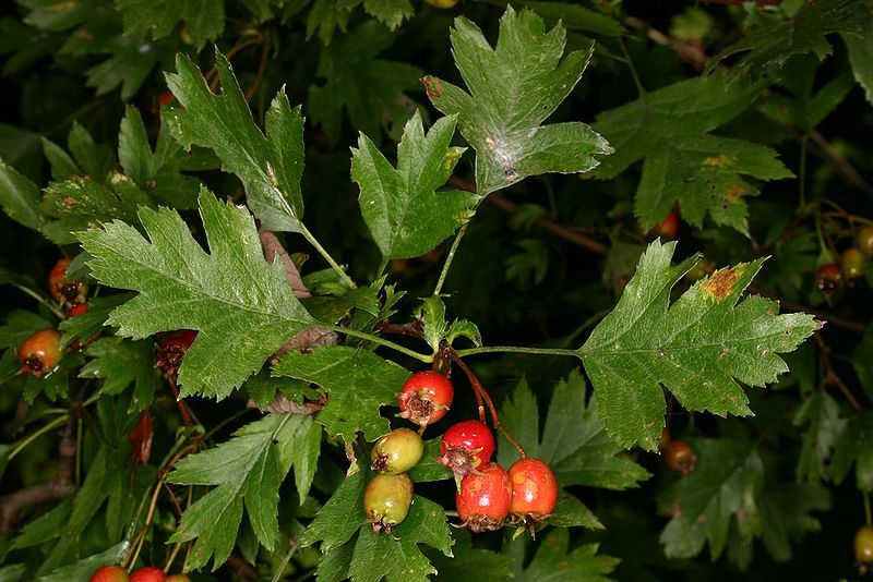 Großkelchiger Weißdorn (Crataegus rhipidophylla) - Frucht