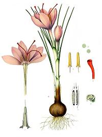 Safran (Crocus sativus)