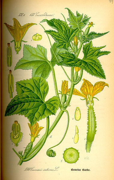 Salatgurken (Cucumis sativus)