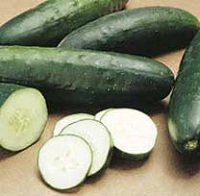 Salatgurke (cucumis_sativus)