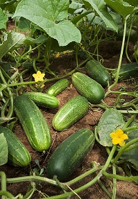 Salatgurken (Cucumis sativus)