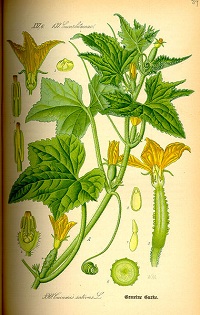 Salatgurken (Cucumis sativus)