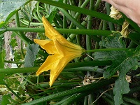 Männliche Blüte der Zucchini