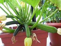 Zucchini (Cucurbita pepo ssp. pepo convar. giromontina)