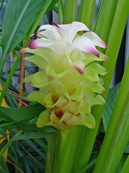 Kurkuma (Curcuma longa)