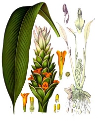 Kurkuma (Curcuma longa)