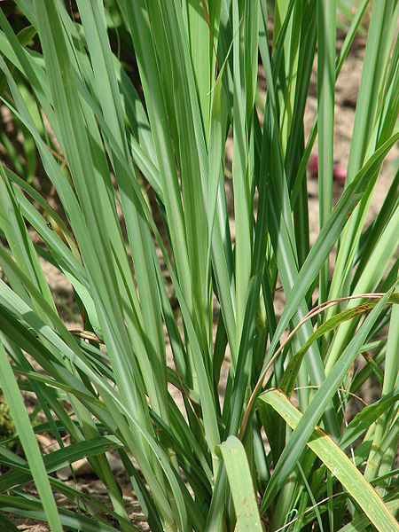 Zitronengras (Cymbopogon citratus)